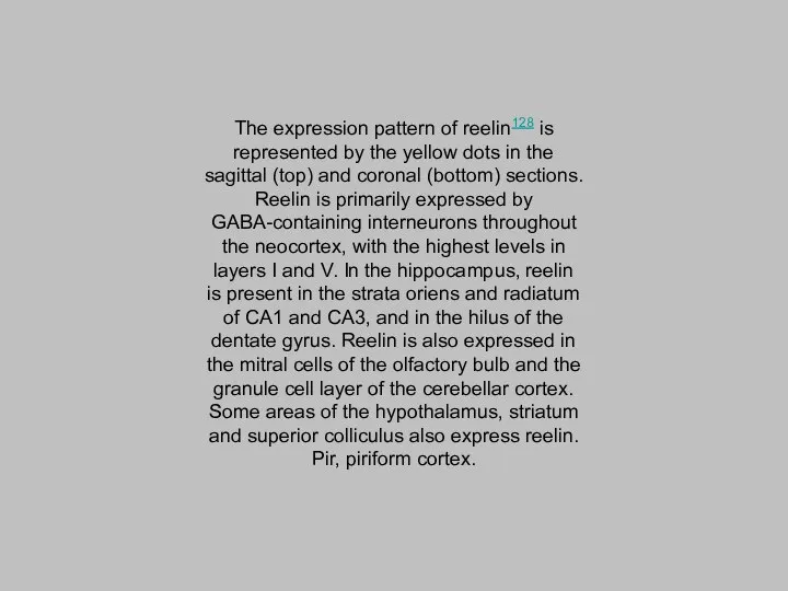 The expression pattern of reelin128 is represented by the yellow dots