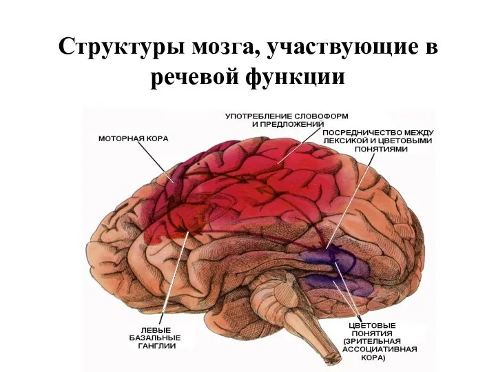 Структуры мозга, участвующие в речевой функции