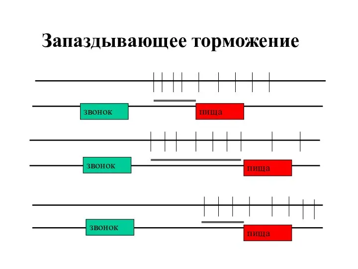 Запаздывающее торможение звонок пища пища пища звонок звонок