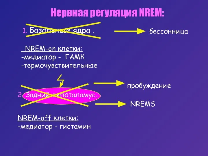 Нервная регуляция NREM: 1. Базальные ядра . NREM-on клетки: -медиатор -