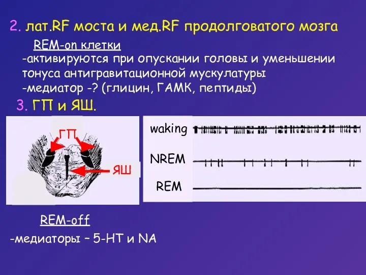 2. лат.RF моста и мед.RF продолговатого мозга REM-on клетки -активируются при