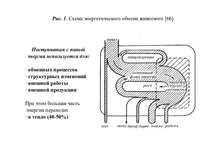 Поступившая с пищей энергия используется для: · обменных процессов · структурных