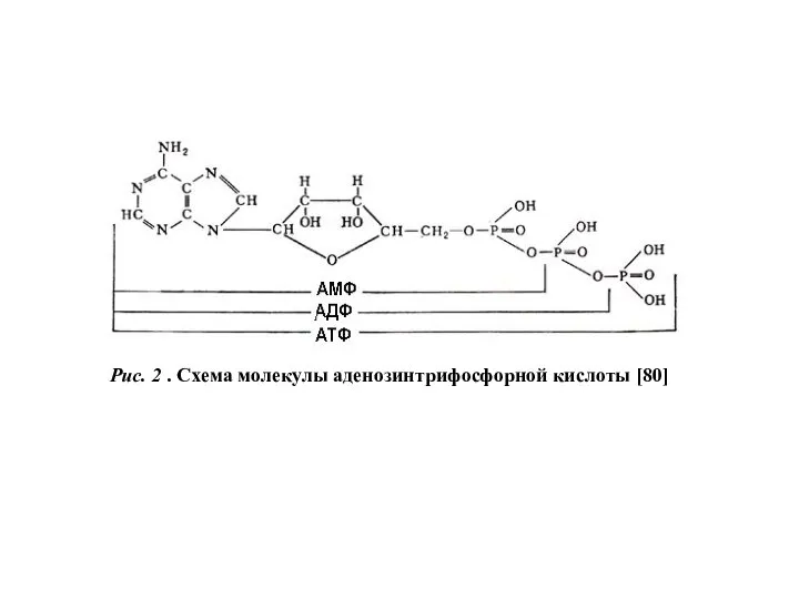 Рис. 2 . Схема молекулы аденозинтрифосфорной кислоты [80]