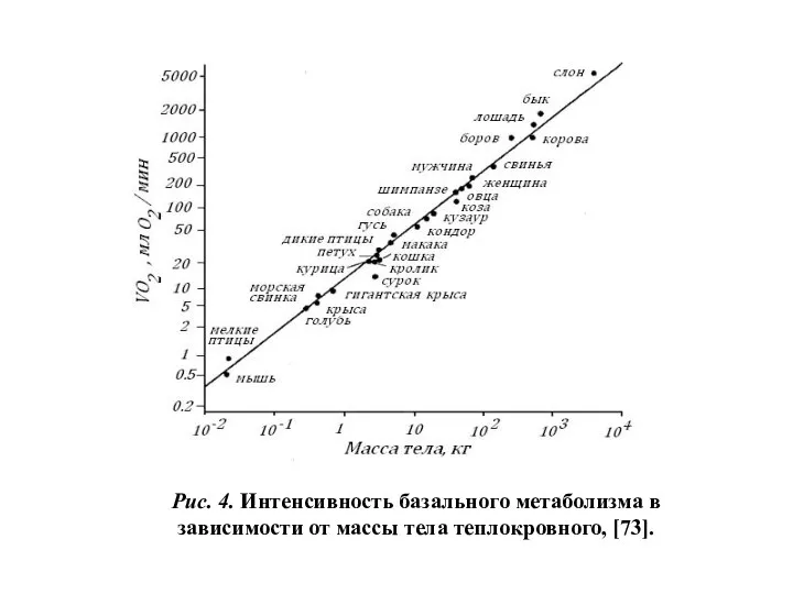 Рис. 4. Интенсивность базального метаболизма в зависимости от массы тела теплокровного, [73].