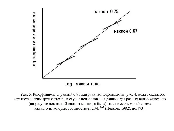 Рис. 5. Коэффициент b, равный 0.75 для ряда теплокровных на рис.
