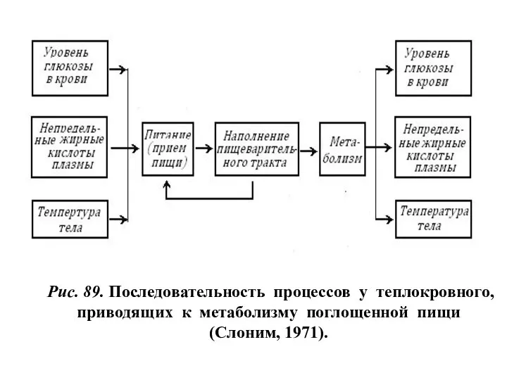 Рис. 89. Последовательность процессов у теплокровного, приводящих к метаболизму поглощенной пищи (Слоним, 1971).