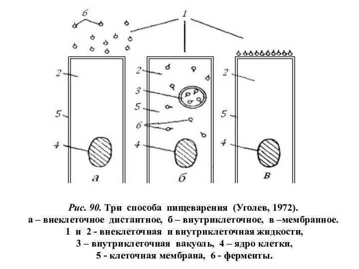 Рис. 90. Три способа пищеварения (Уголев, 1972). а – внеклеточное дистантное,