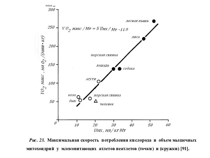 Рис. 23. Максимальная скорость потребления кислорода и объем мышечных митохондрий у
