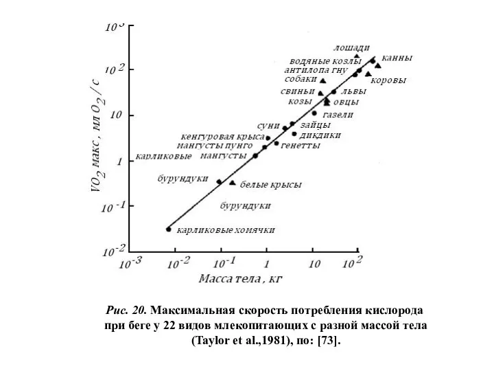 Рис. 20. Максимальная скорость потребления кислорода при беге у 22 видов