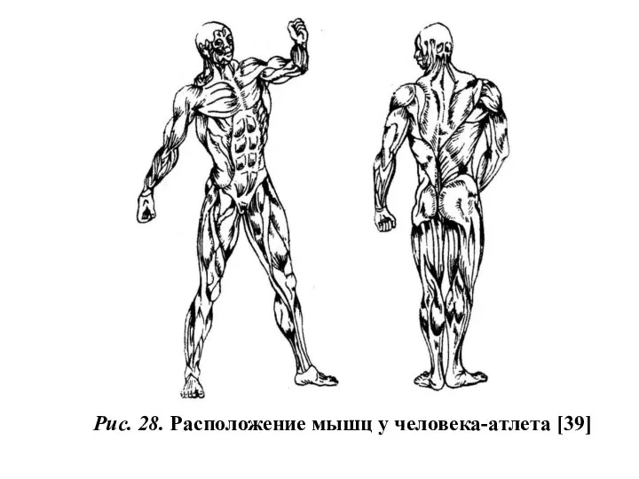 Рис. 28. Расположение мышц у человека-атлета [39]