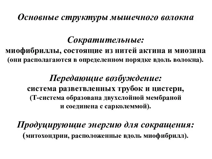 Основные структуры мышечного волокна Сократительные: миофибриллы, состоящие из нитей актина и