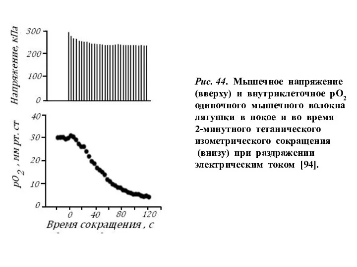 Рис. 44. Мышечное напряжение (вверху) и внутриклеточное рО2 одиночного мышечного волокна