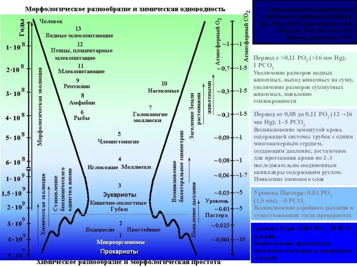 Схема развития кровеносной системы и земной атмосферы (по: Pirie, 1959; Беклемишев,