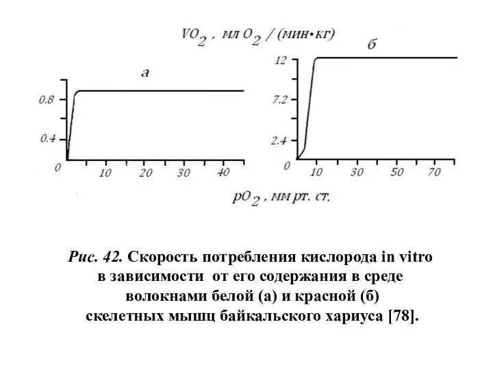 Рис. 42. Скорость потребления кислорода in vitro в зависимости от его