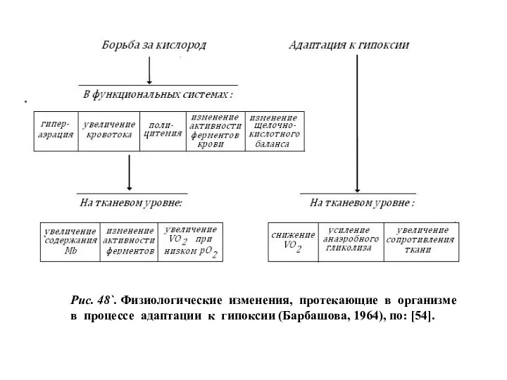 Рис. 48`. Физиологические изменения, протекающие в организме в процессе адаптации к гипоксии (Барбашова, 1964), по: [54].