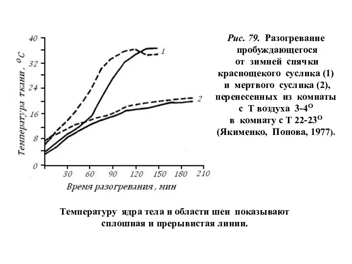 Температуру ядра тела и области шеи показывают сплошная и прерывистая линии.