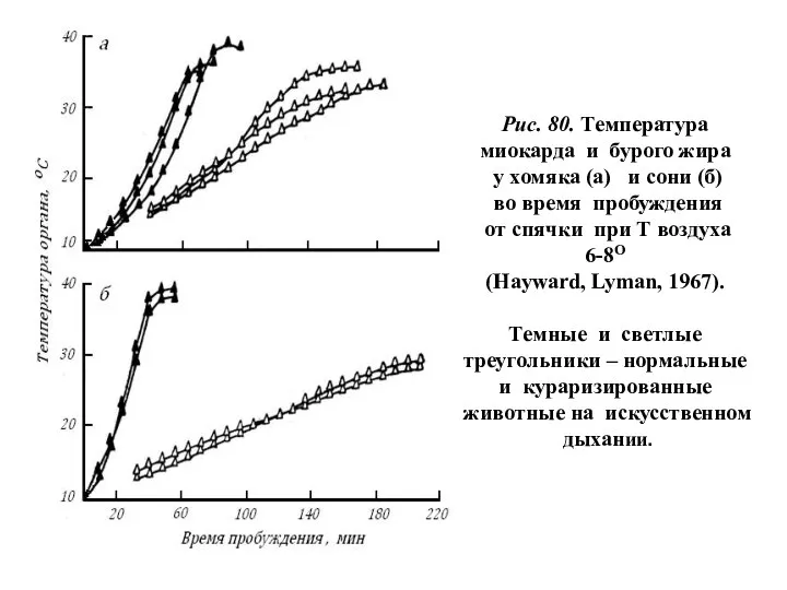 Рис. 80. Температура миокарда и бурого жира у хомяка (а) и