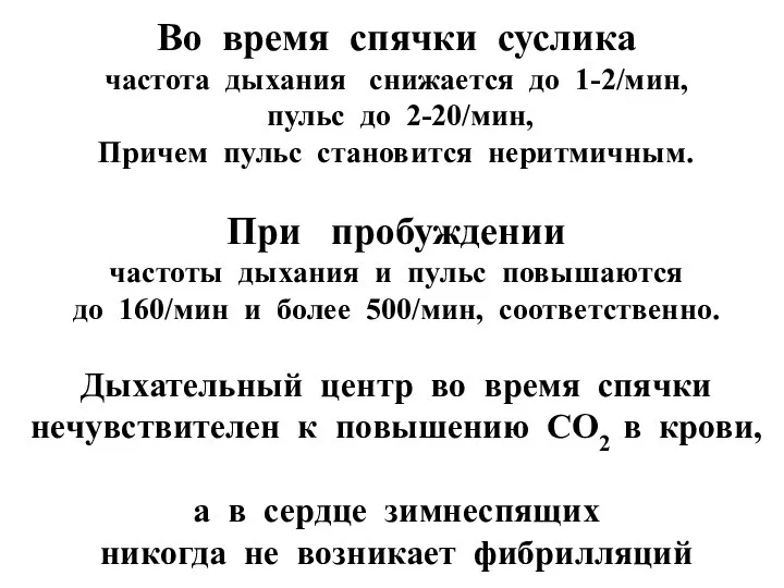 Во время спячки суслика частота дыхания снижается до 1-2/мин, пульс до