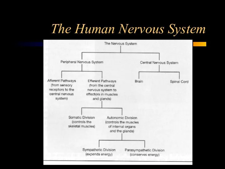 The Human Nervous System