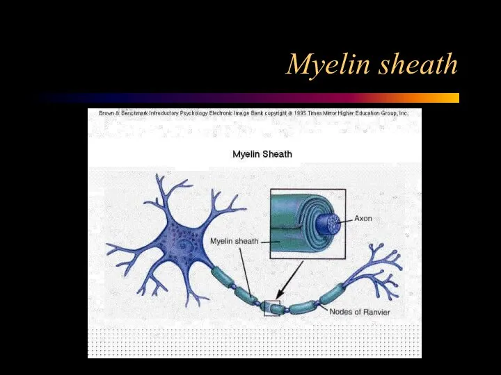 Myelin sheath