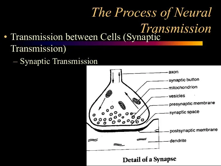 The Process of Neural Transmission Transmission between Cells (Synaptic Transmission) Synaptic Transmission