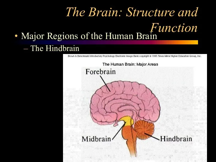 The Brain: Structure and Function Major Regions of the Human Brain The Hindbrain