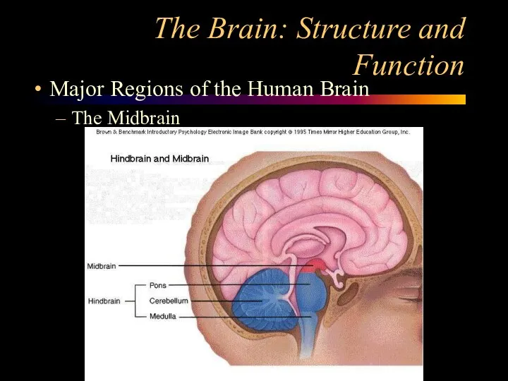The Brain: Structure and Function Major Regions of the Human Brain The Midbrain
