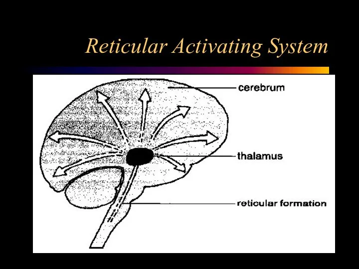 Reticular Activating System