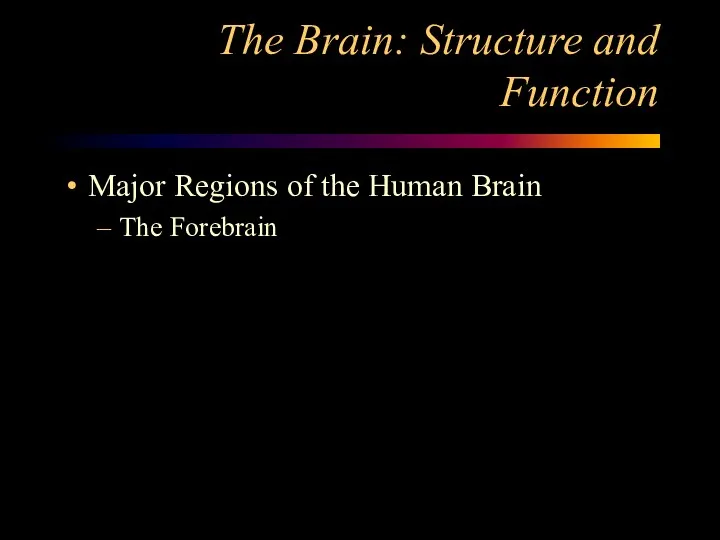The Brain: Structure and Function Major Regions of the Human Brain The Forebrain