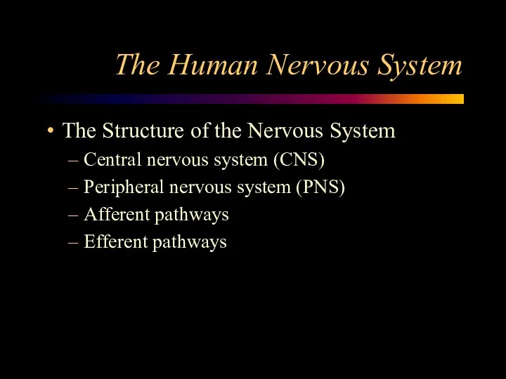 The Human Nervous System The Structure of the Nervous System Central