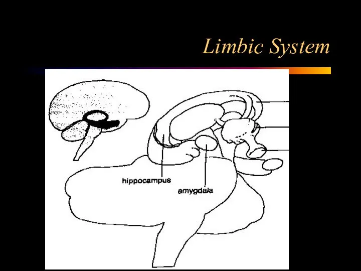 Limbic System