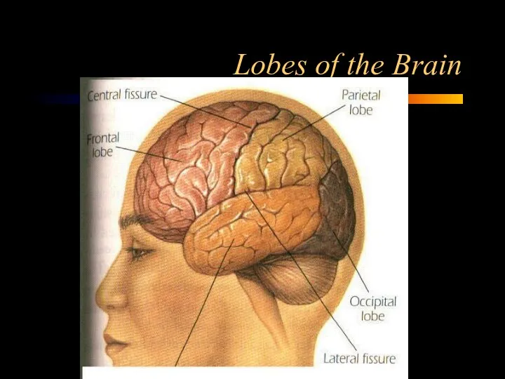 Lobes of the Brain