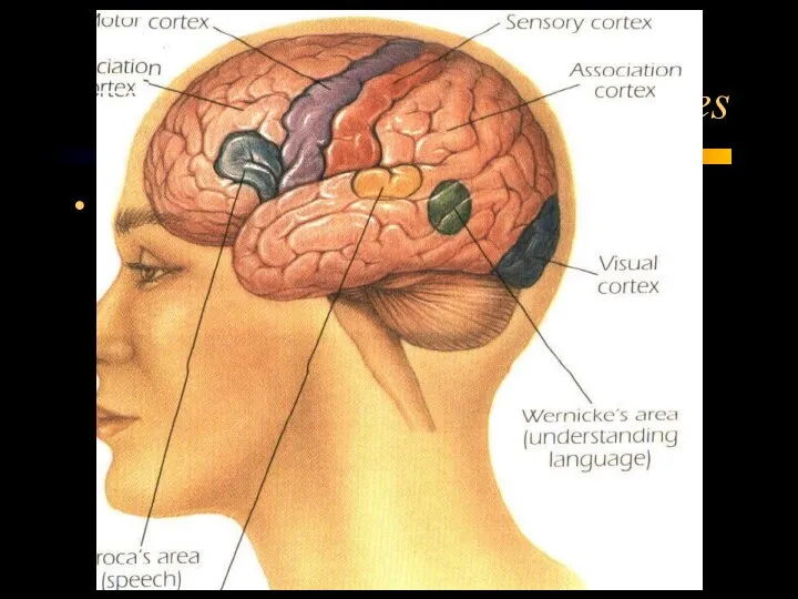 The Cerebral Hemispheres The Temporal Lobe