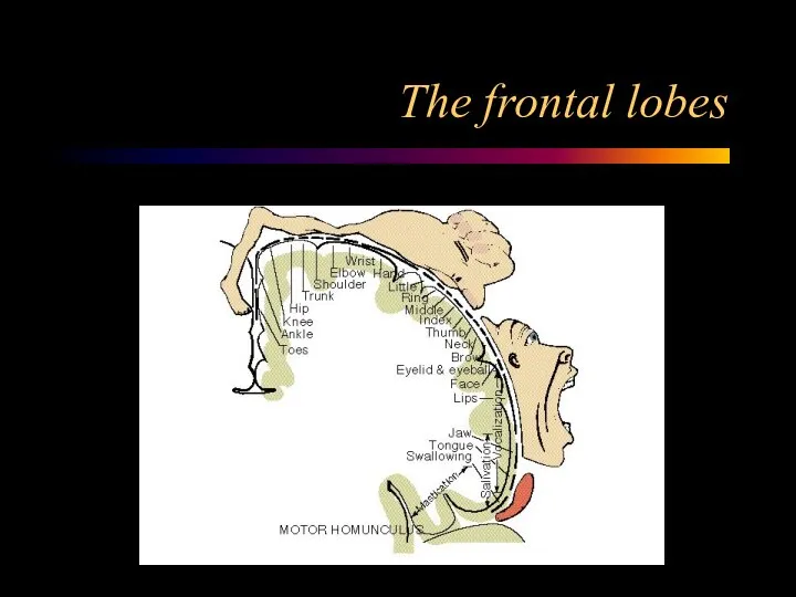 The frontal lobes