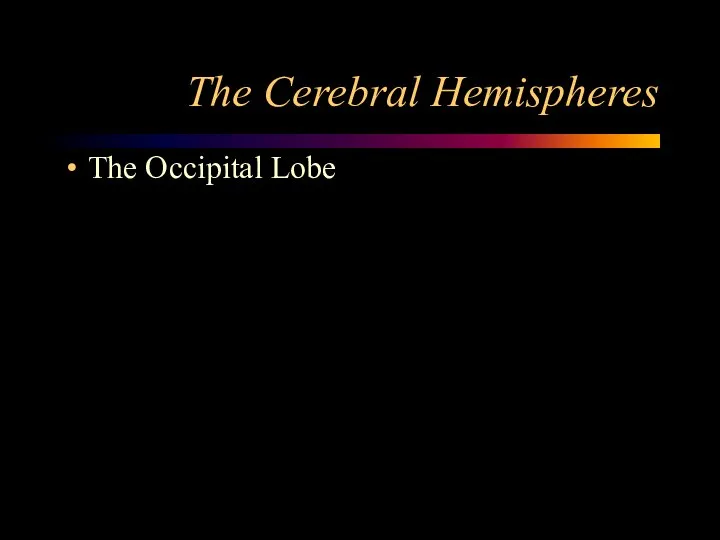 The Cerebral Hemispheres The Occipital Lobe