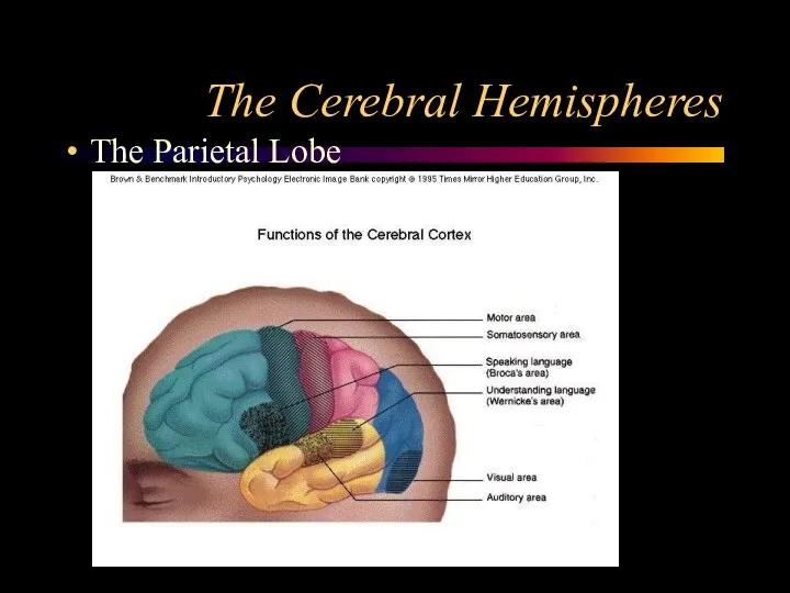 The Cerebral Hemispheres The Parietal Lobe