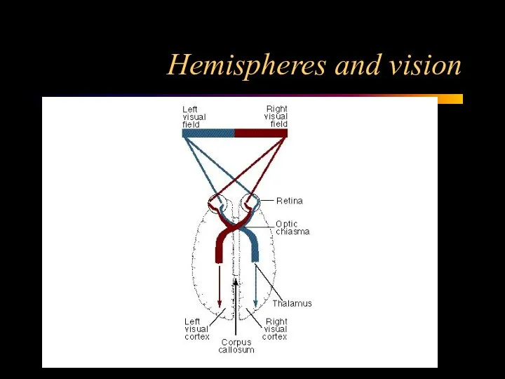Hemispheres and vision