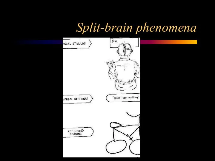 Split-brain phenomena