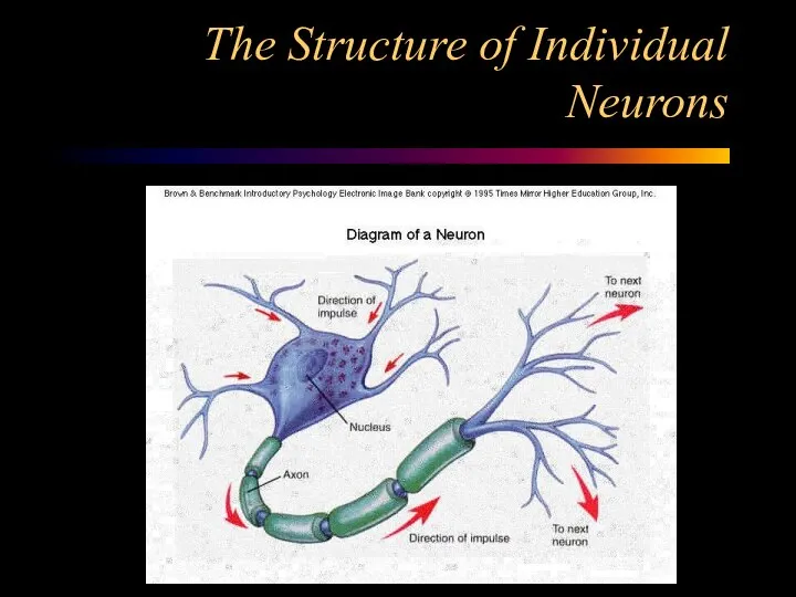 The Structure of Individual Neurons