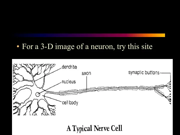 For a 3-D image of a neuron, try this site