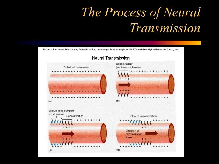 The Process of Neural Transmission