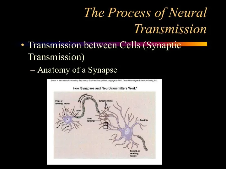 The Process of Neural Transmission Transmission between Cells (Synaptic Transmission) Anatomy of a Synapse