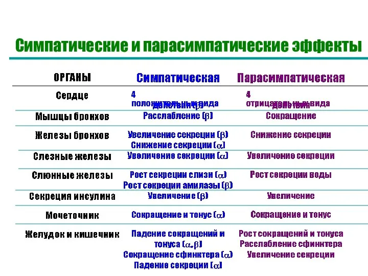 Симпатические и парасимпатические эффекты