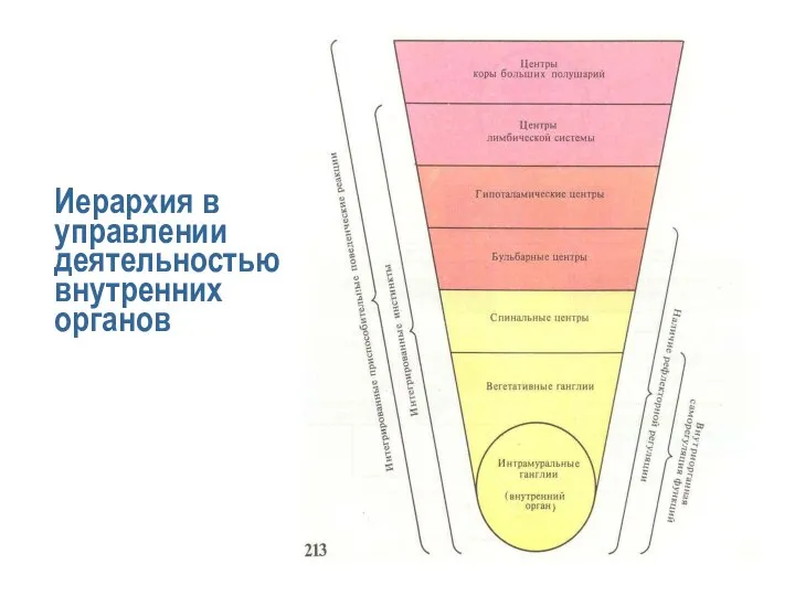 Иерархия в управлении деятельностью внутренних органов