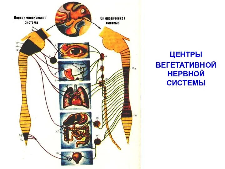 ЦЕНТРЫ ВЕГЕТАТИВНОЙ НЕРВНОЙ СИСТЕМЫ