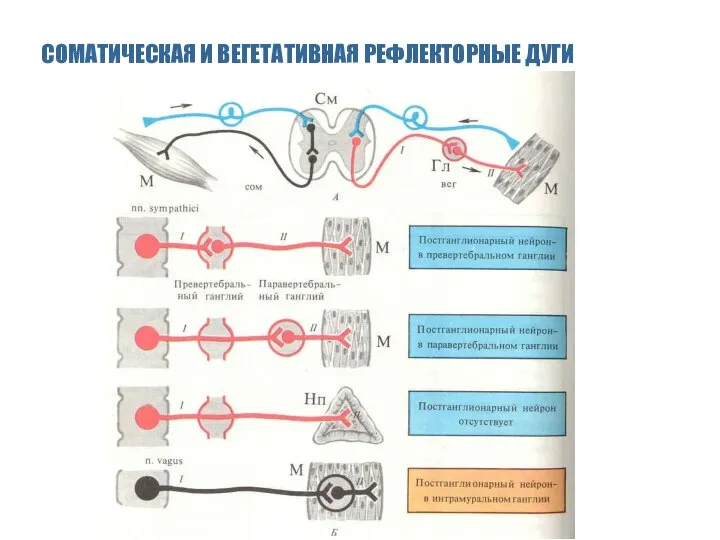 СОМАТИЧЕСКАЯ И ВЕГЕТАТИВНАЯ РЕФЛЕКТОРНЫЕ ДУГИ