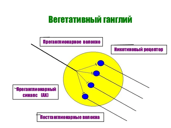 Вегетативный ганглий Преганглионарное волокно Постганглионарные волокна Преганглионарный синапс (АХ) Никотиновый рецептор