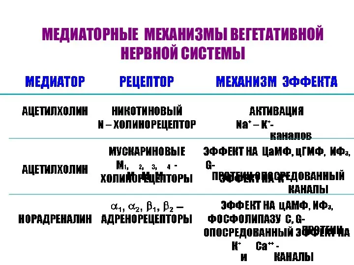 МЕДИАТОРНЫЕ МЕХАНИЗМЫ ВЕГЕТАТИВНОЙ НЕРВНОЙ СИСТЕМЫ