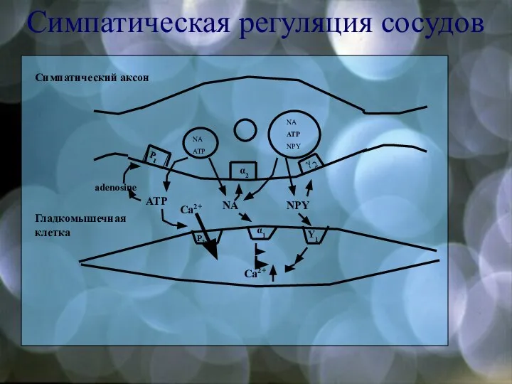 Симпатическая регуляция сосудов NA ATP NA ATP NPY P1 α2 γ2