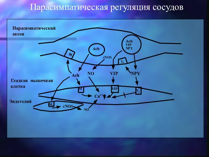 Парасимпатическая регуляция сосудов Ach Ach VIP NPY M сNOS γ2 Ach